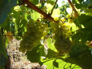 Photo Source: www.americanwineryguide.com Visit Virginia's Cabernet Franc and Viognier Leaders