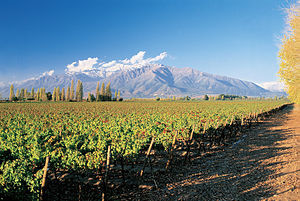 Vineyards of Chile at the foot of the Andes 