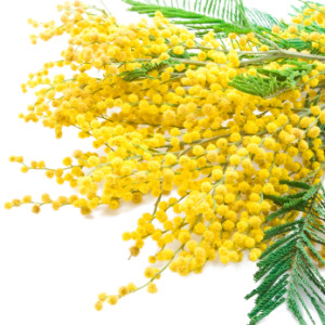 Mimosa flowers from http://www.growerdirect.com/plant-profile-mimosa-acacia-dealbata