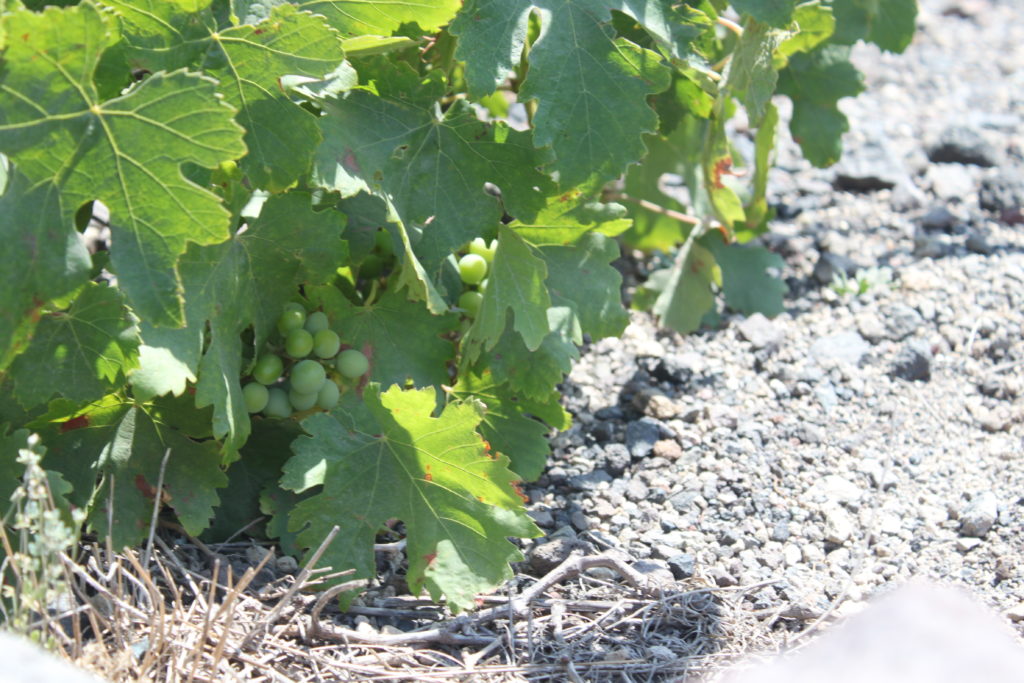 Grapes in Santorini (Photo: S. Davis)